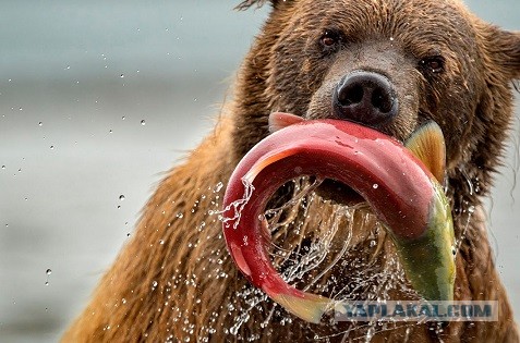 Сэндвич с лососем из Ленты