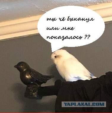 Подборка всякой живности