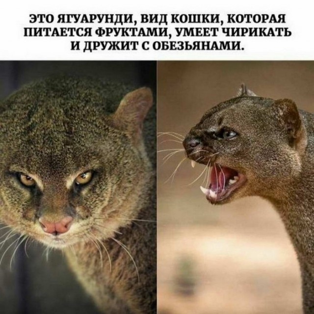 Картинки и мемы для настроения - 11
