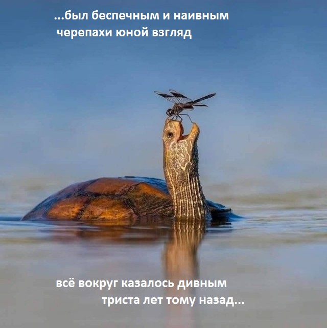 Comedy Pet Photo Awards 2020