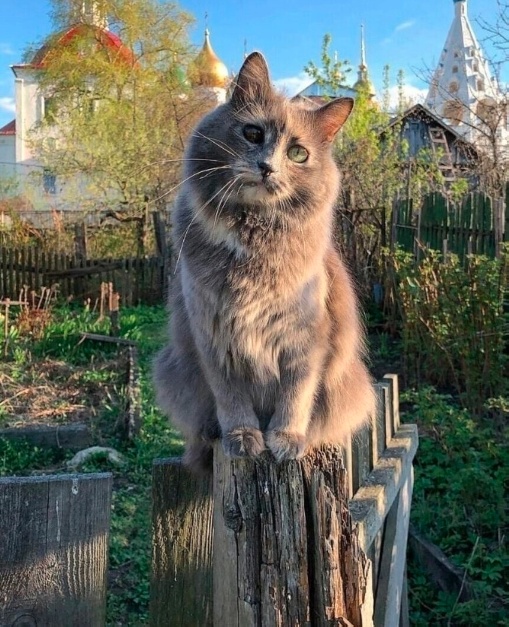 ФотоВинегрет