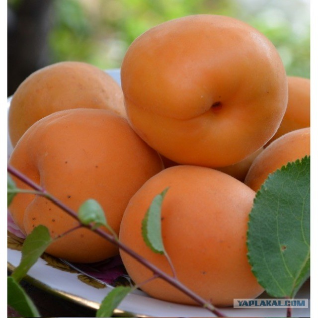 Конкурс рассказов «Как я про… лето» и другие приключения