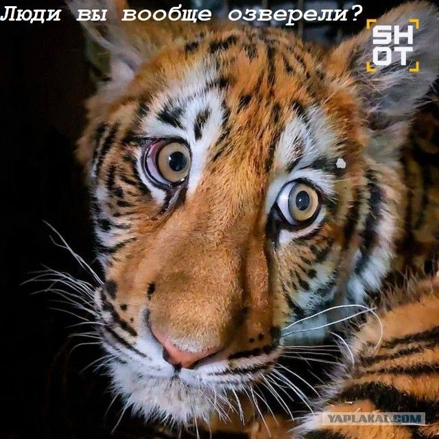 Маленькую тигрицу с переломанными лапами подкинули в зоопарк в Нижнем Новгороде