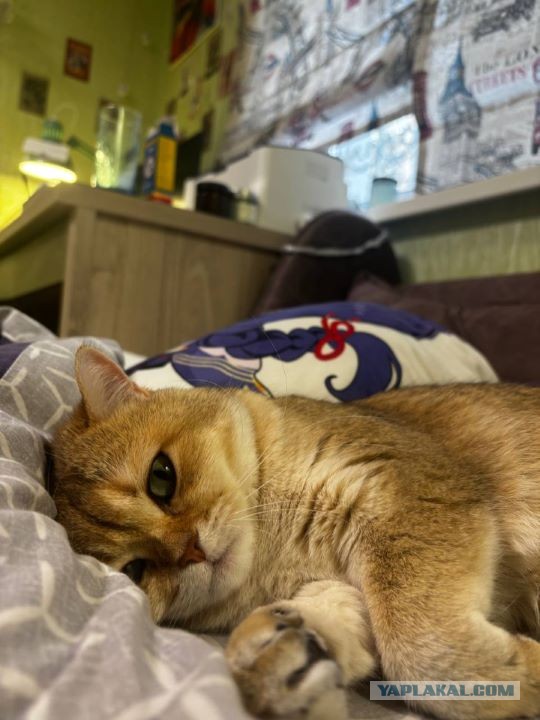 Называй меня Хозяин