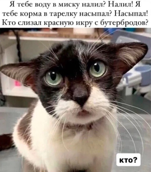 К котовторнику: подборка картинок-баянов с котиками и про котиков. Выпуск 44.