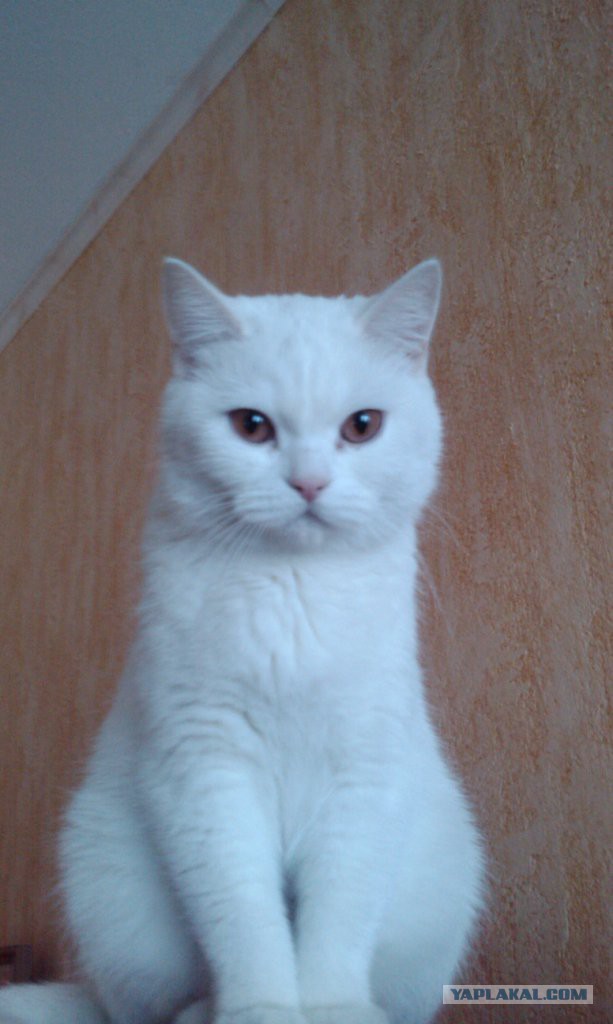 Котовторник