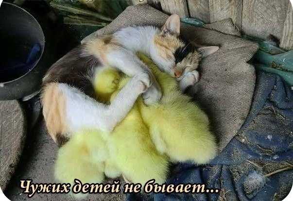 Ссоры с женой из-за приемного сына