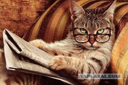 Если бы коты писали смс 2