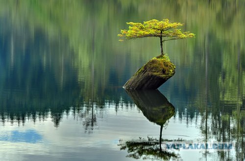 Фотоконкурс National Geographic 2012