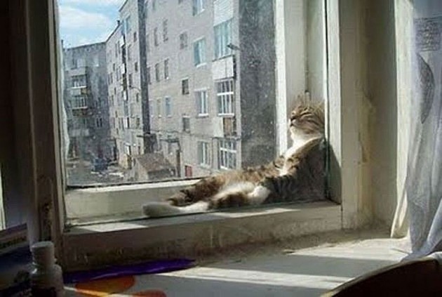 Котовторник 11.08.2015