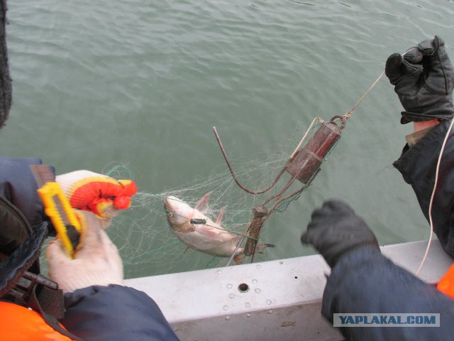 Браконьерам пламенный привет