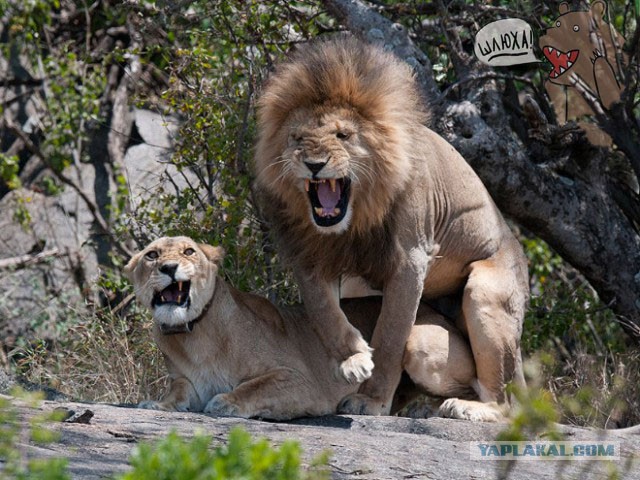 Лучшие фотографии премии "Смешная Дикая Жизнь"