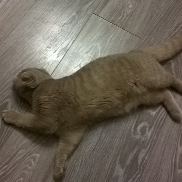 Котовторник