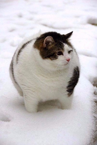 Мохнатые беспредельщики