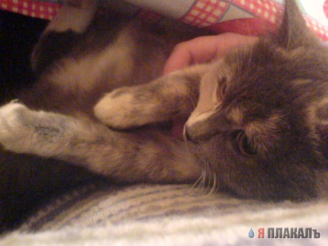Вторничный котомёт