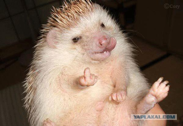 Посмотреть фыркающюю пизду — photo 4