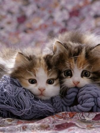 Коты из сети