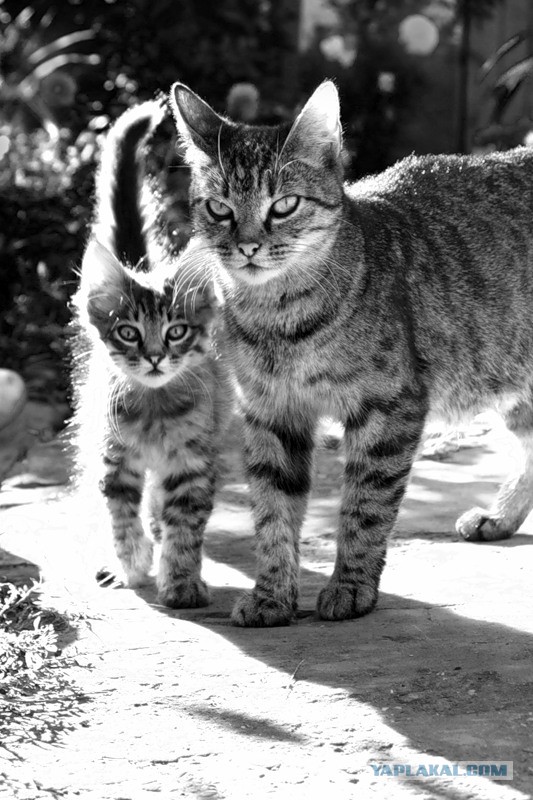 Котейки пост