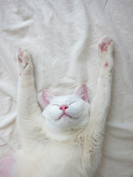 Коты из сети