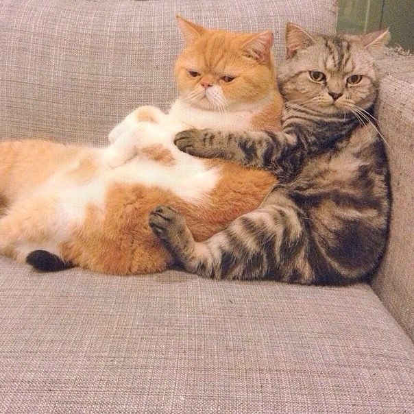 Коты и Кошки