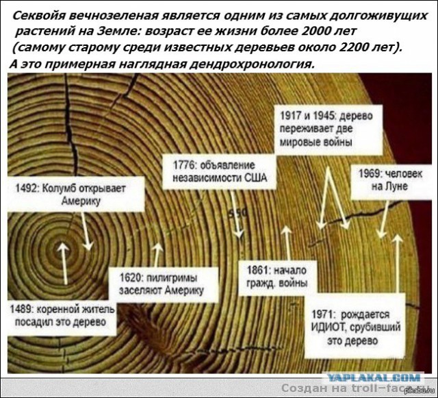 Никто не видел как умирают секвойи