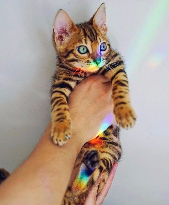 Прикольных котов пост