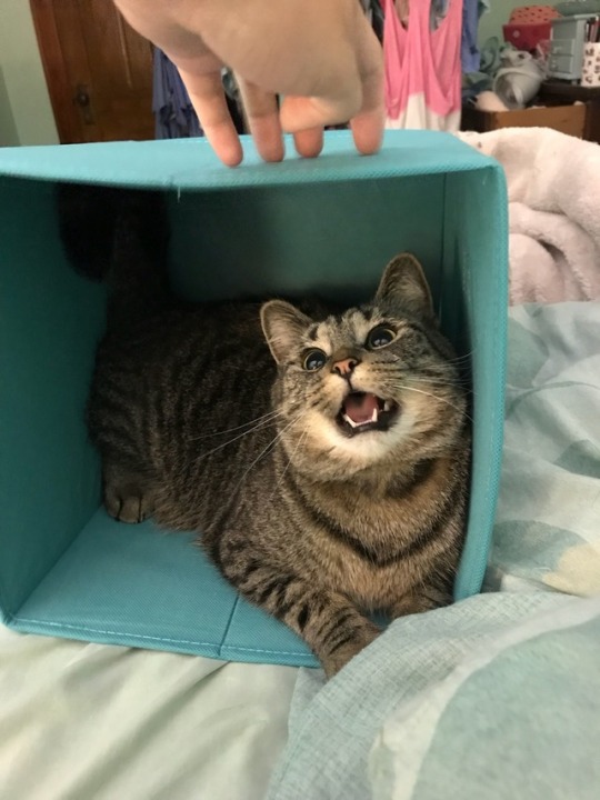 Прикольных котов пост