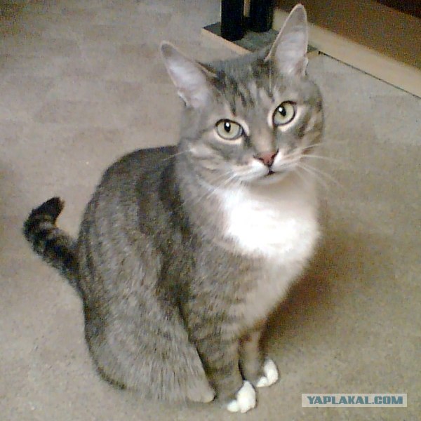 Котовторник (28.02.2012)