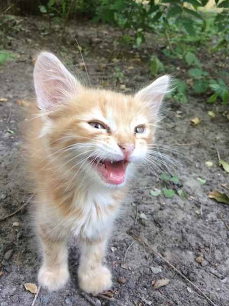 С Днём кошки!
