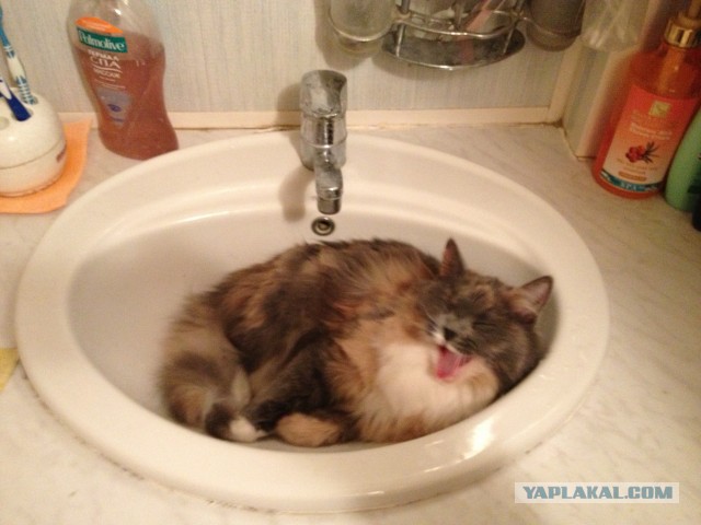 Кошки, которые заснули в самых невообразимых позах