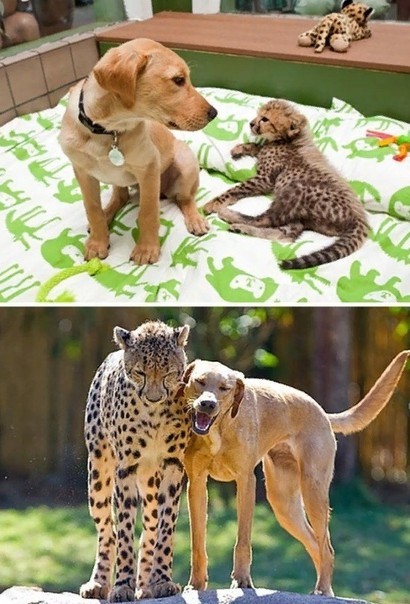 Доброты и милоты вам в ленту