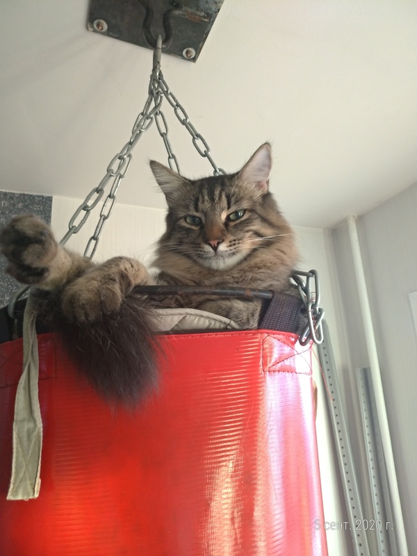 Сквер сибирских кошек
