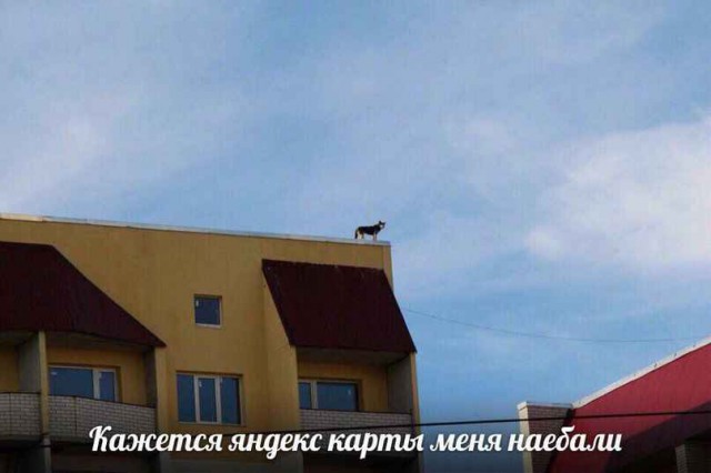 Картинки и мемы для настроения 013