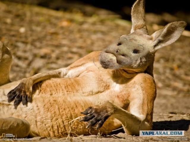 Фотожаба: И чего бы сейчас захотеть?