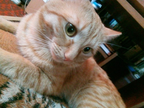 Котовторник