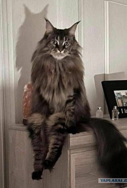 Страшнее кошки зверя нет
