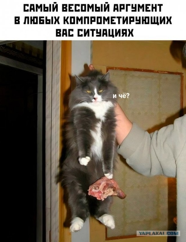 Среда пришла - неделя прошла, дорогие деграданты