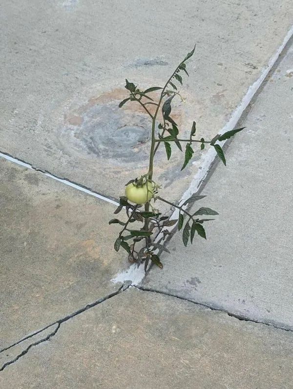 ФотоВинегрет