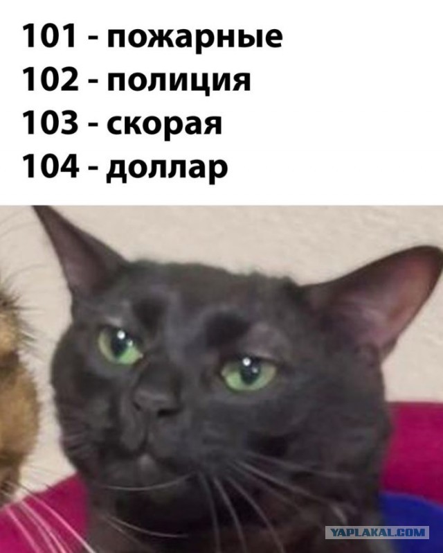 Веселые картинки в пятницу (06.12)