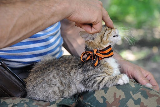 Кот СМСка