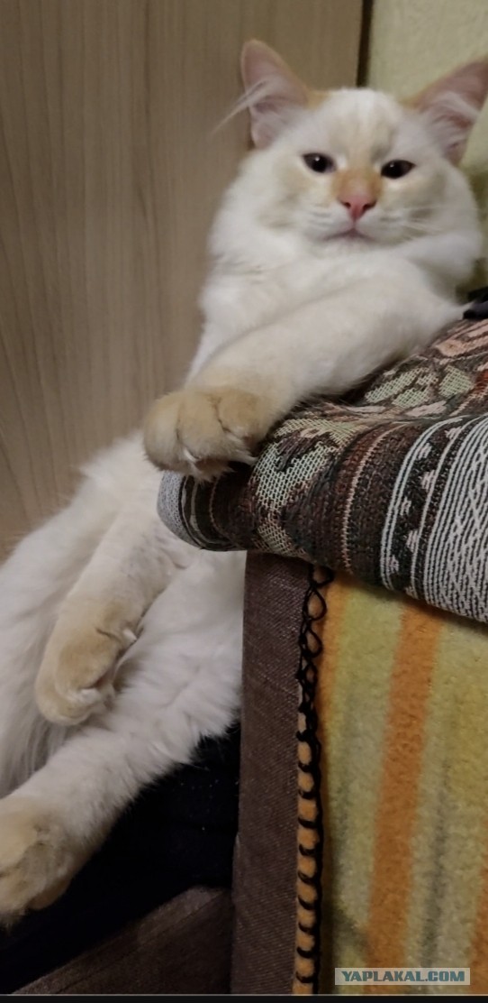 Вот и мой кот