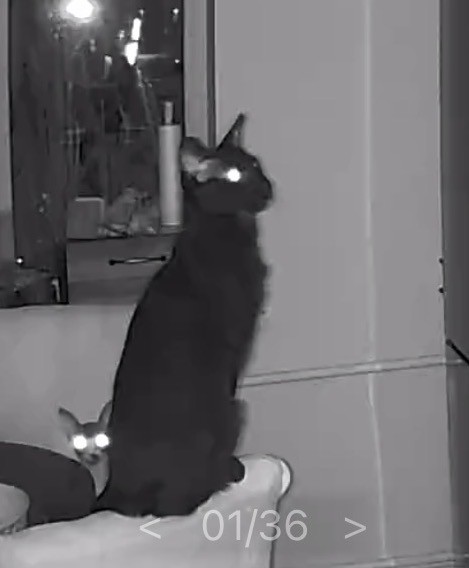 В защиту кошек породы Сфинкс канадский...