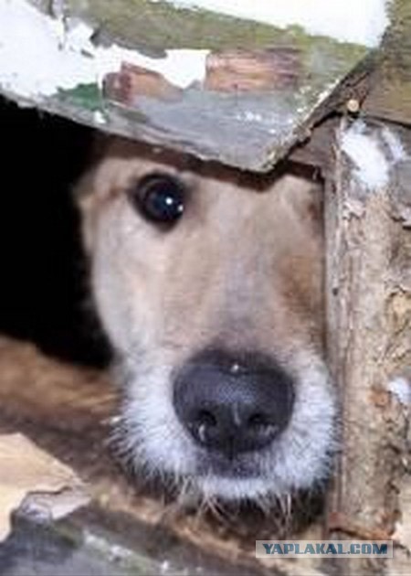 Спасенные собаки