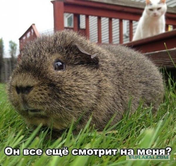 Позитивные картинки