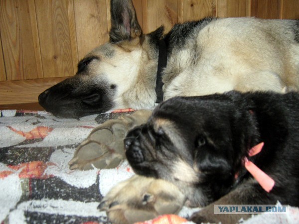 Мой малый друг Мухтар