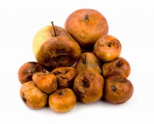 260 тонн яблок из Польши не пропустили