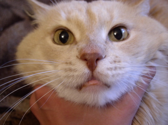 Коты, кошки, котята