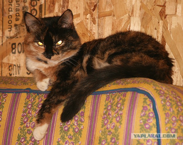 Как нашли собаку