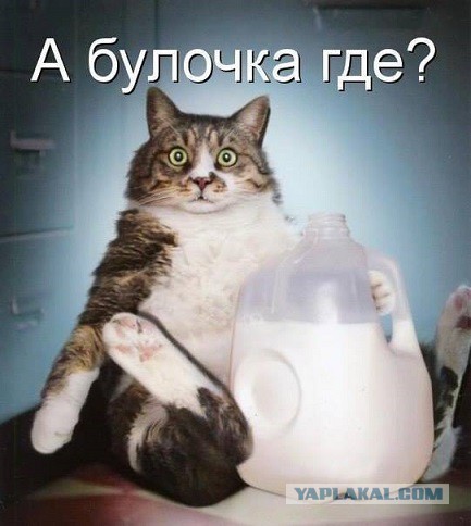 Котик пытается поужинать