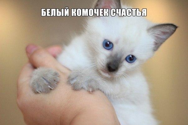 Мохнатые беспредельщики